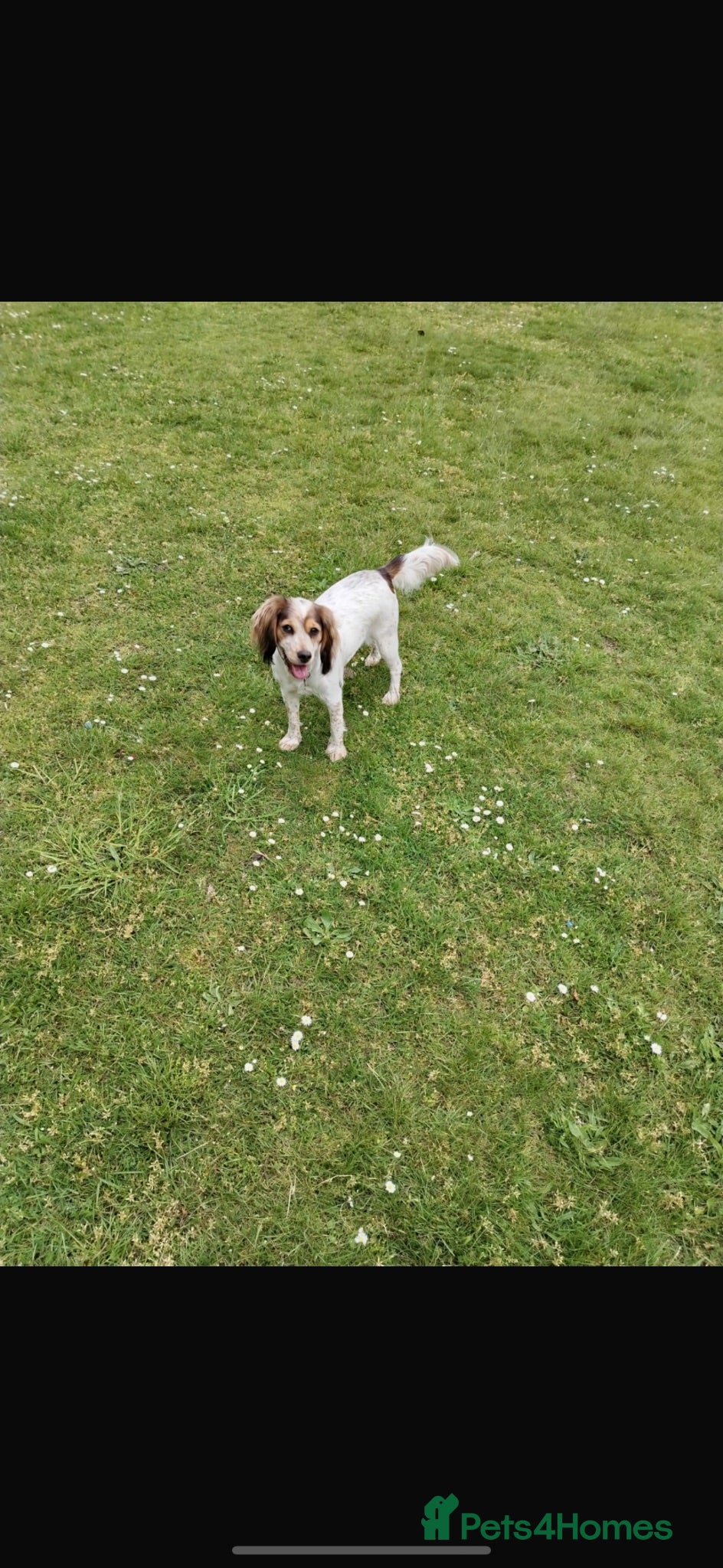 Cocker Spaniel dogs 20 month cocker spaniel  - Advert 2