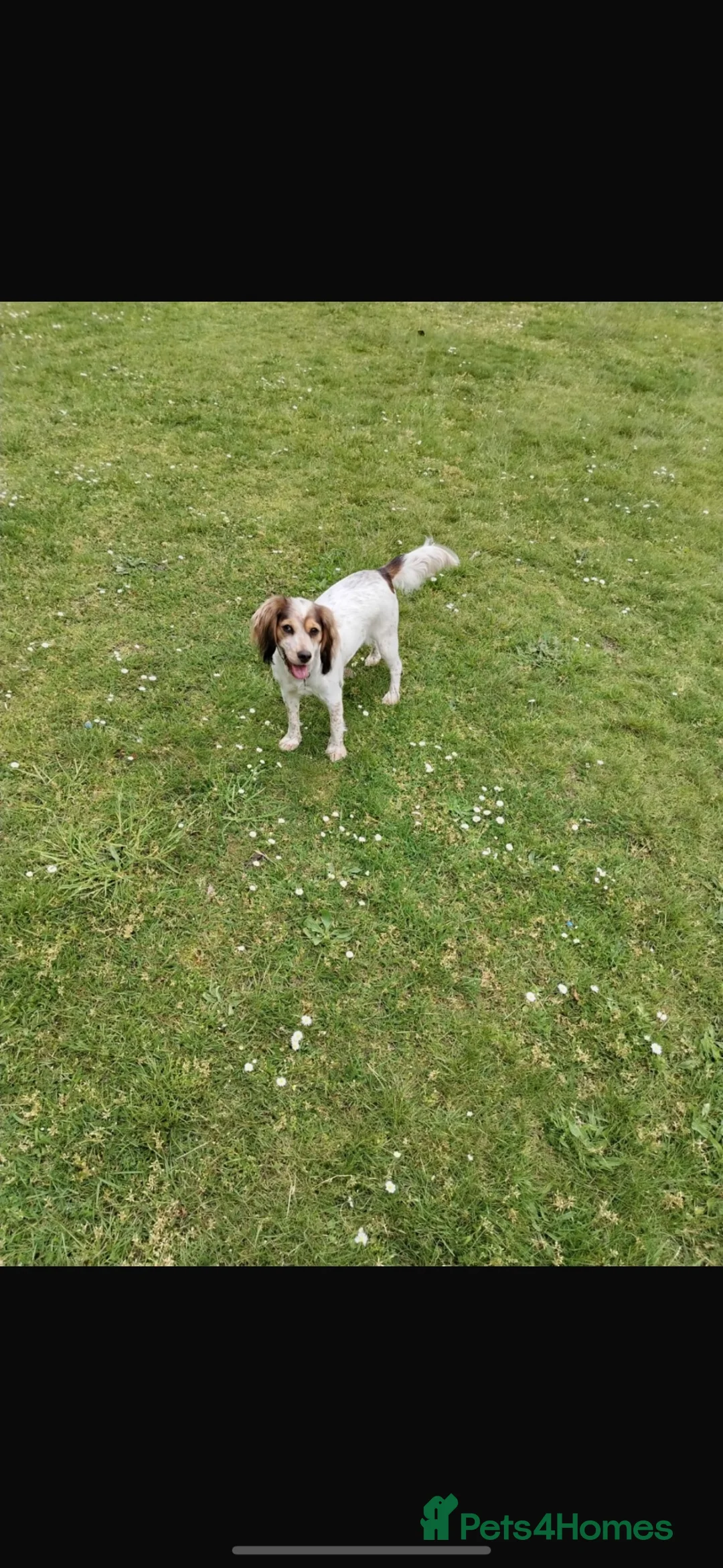 Cocker Spaniel dogs for sale: 20 month cocker spaniel  - Advert 1