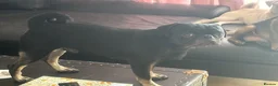 Pug dogs for stud: Stunning proven pug stud black with tan paws  - Advert 3