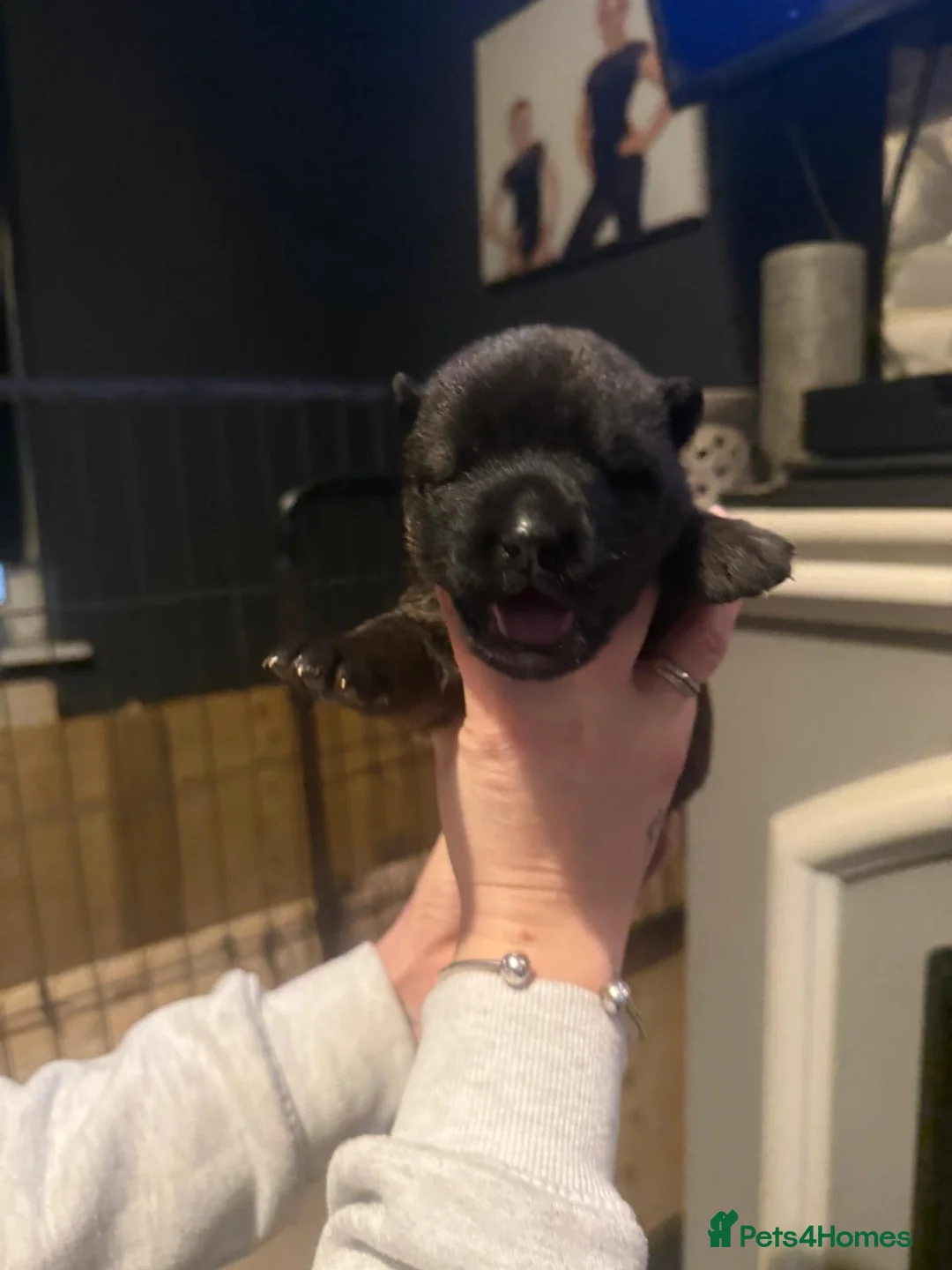 Mixed Breed dogs for sale: Doberman x American akita - Advert 6