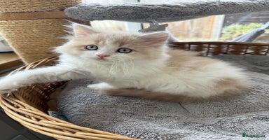 British Longhair cats - Advert 11