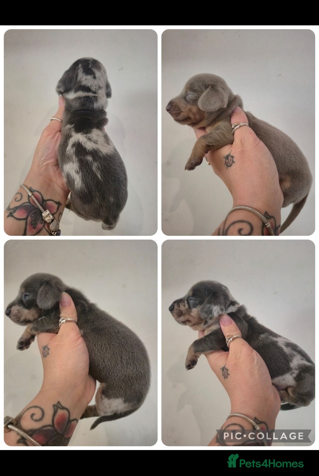Miniature Dachshund dogs  PRA CLEAR MINIATURE DACHSHUND PUPPIES - Advert 1