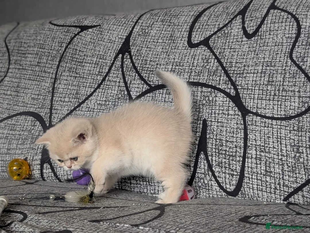 British Shorthair cats for sale: Fantastic boy and very nice girl  - Advert 2