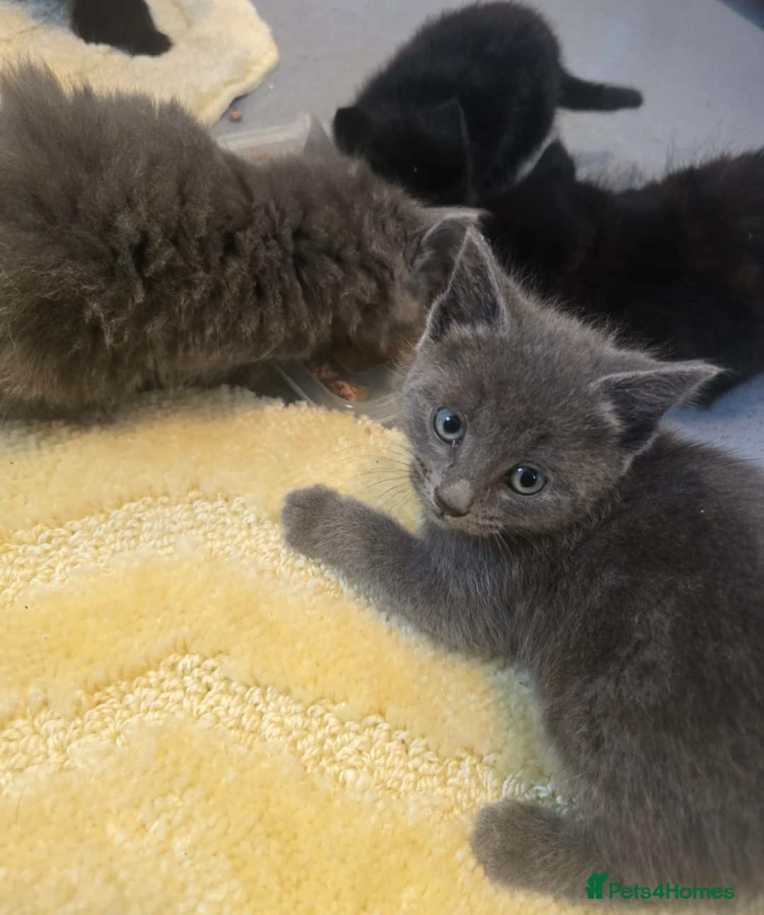 British Shorthair cats for sale: British ShortHair Fluffy Kittens  - Advert 2