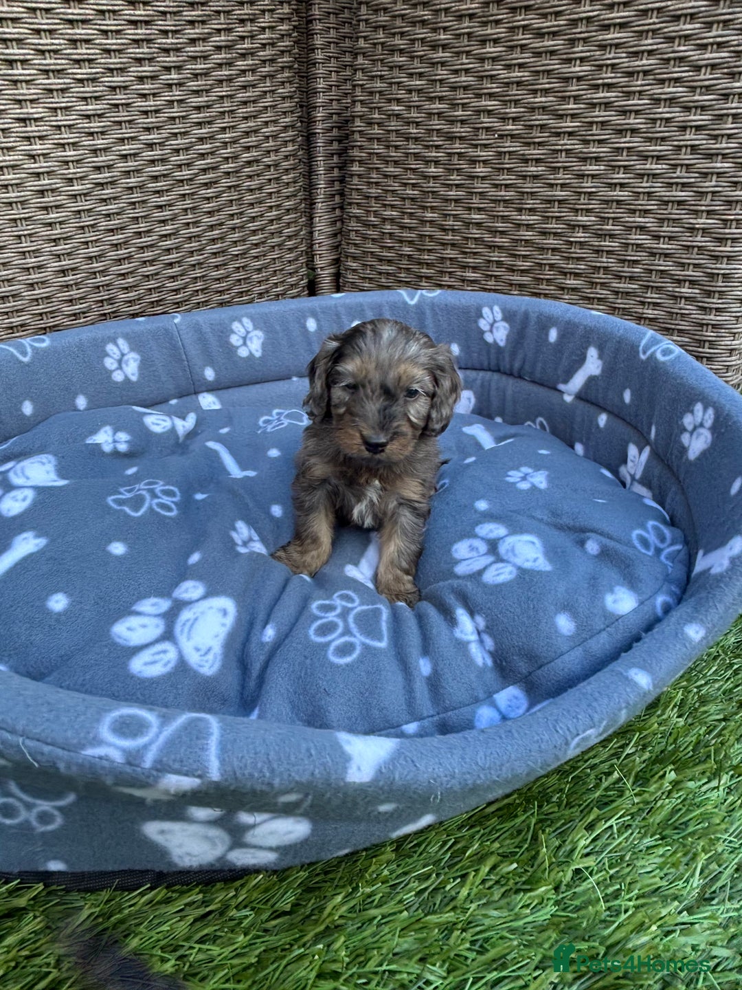 Cockapoo dogs for sale: Gorgeous cockapoo puppies - Image 14