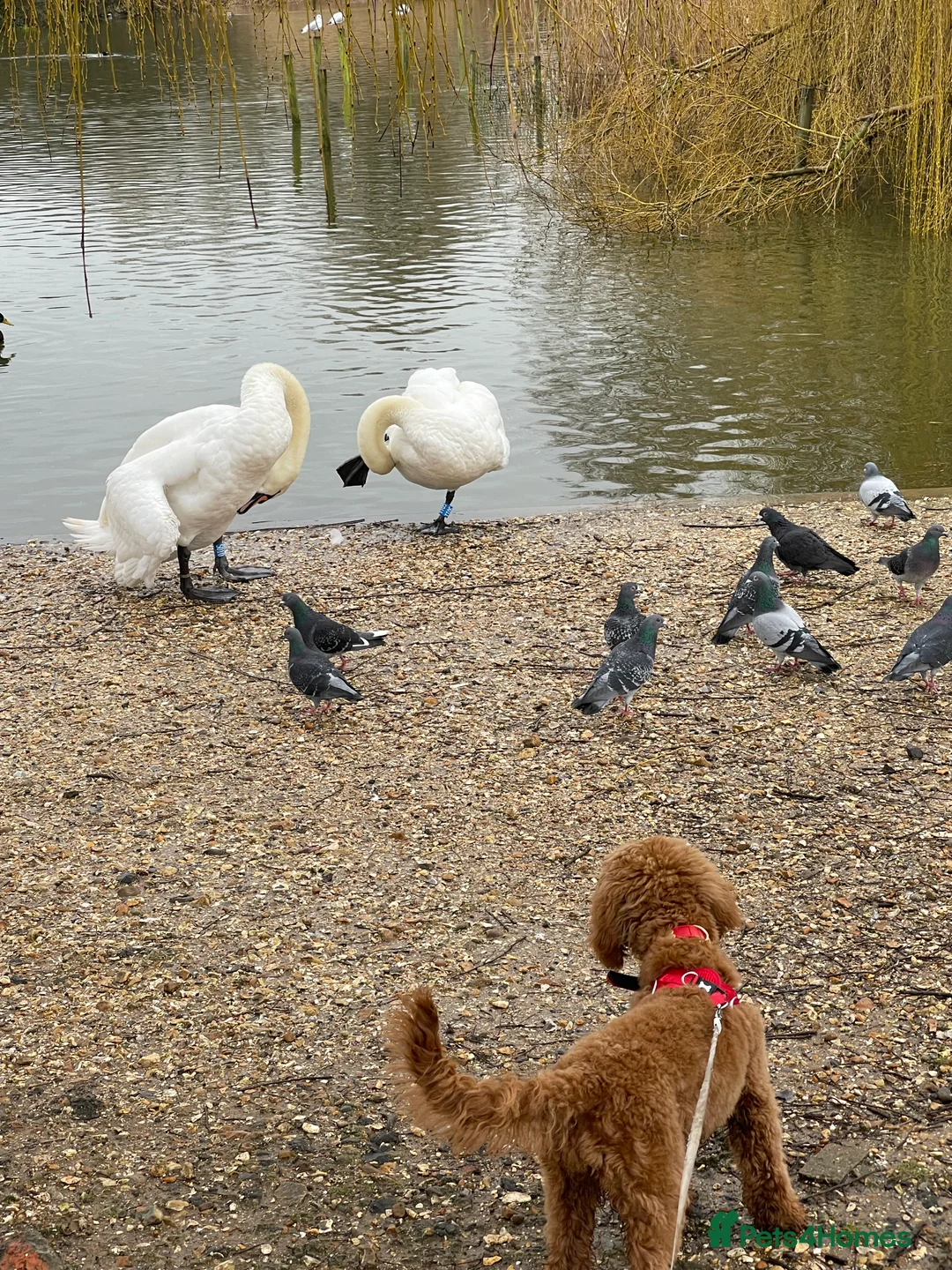 Cockapoo dogs for sale: Ruby 5 month old Red Cockapoo - Advert 4