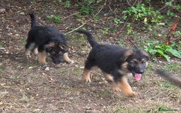 German Shepherd dogs for sale: Quality KC Reg Long Coat German Shepherd Pups  - Image 6