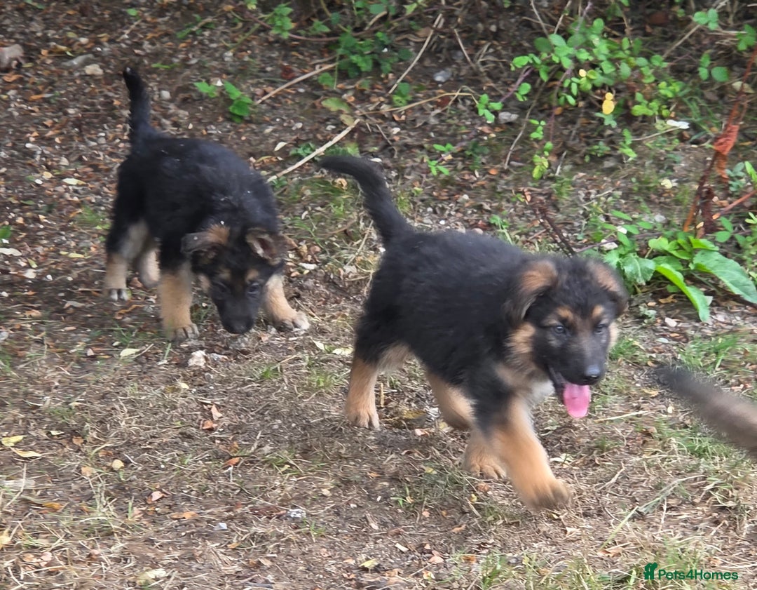 German Shepherd dogs for sale: Quality KC Reg Long Coat German Shepherd Pups  - Image 6