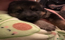 German Shepherd dogs for sale: KC/PEDIGREE GERMAN SHEPHERDS - Image 7