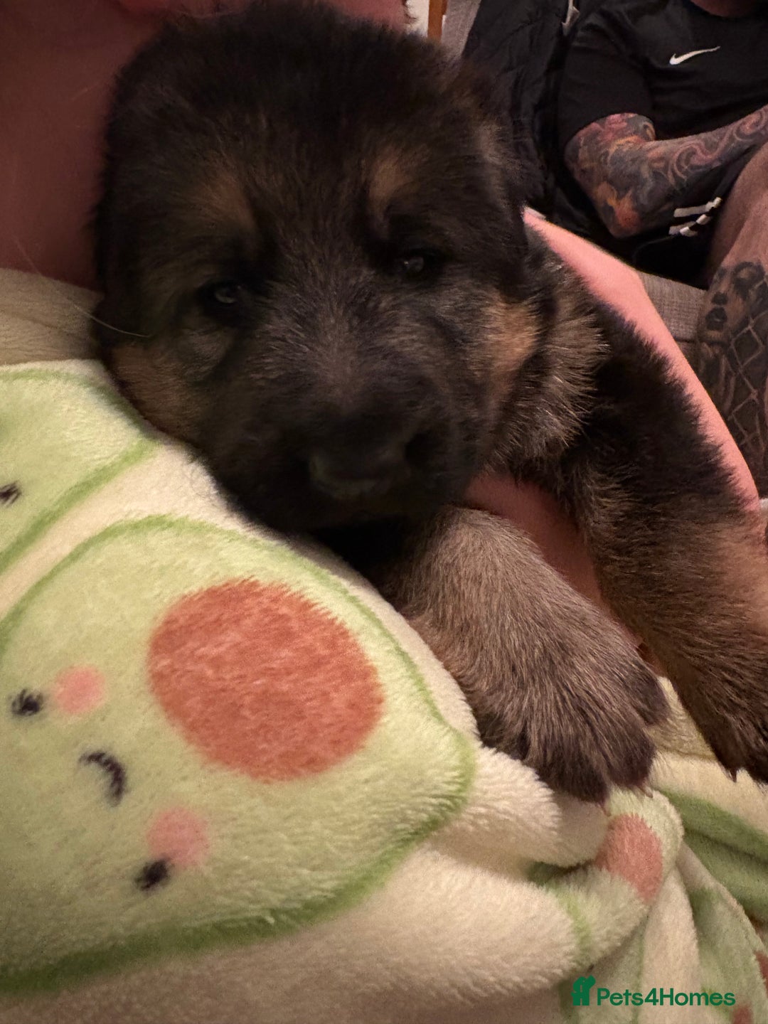 German Shepherd dogs for sale: KC/PEDIGREE GERMAN SHEPHERDS - Image 7