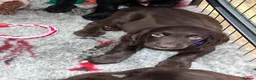 Cocker Spaniel dogs for sale: Working Cocker Spaniel Pups  - Advert 4