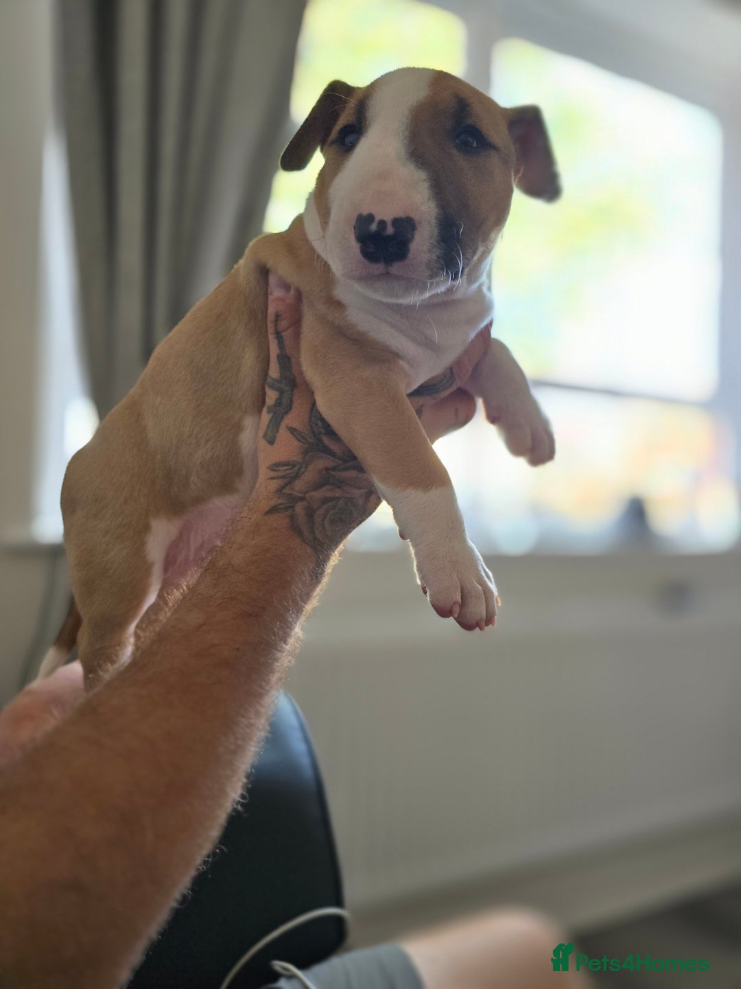 English Bull Terrier dogs for sale: Beautiful girl - Image 2