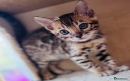 Bengal cats for sale: TICA Reg Bengal Kittens - Ready next month 🐾 - Image 1