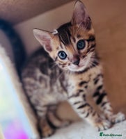 Bengal cats - Advert 1