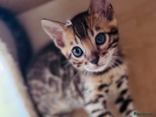 Bengal cats - Advert 7