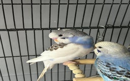 Budgerigars birds for sale: Baby Budgies  - Image 6