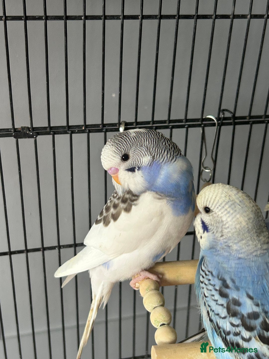 Budgerigars birds for sale: Baby Budgies  - Image 6