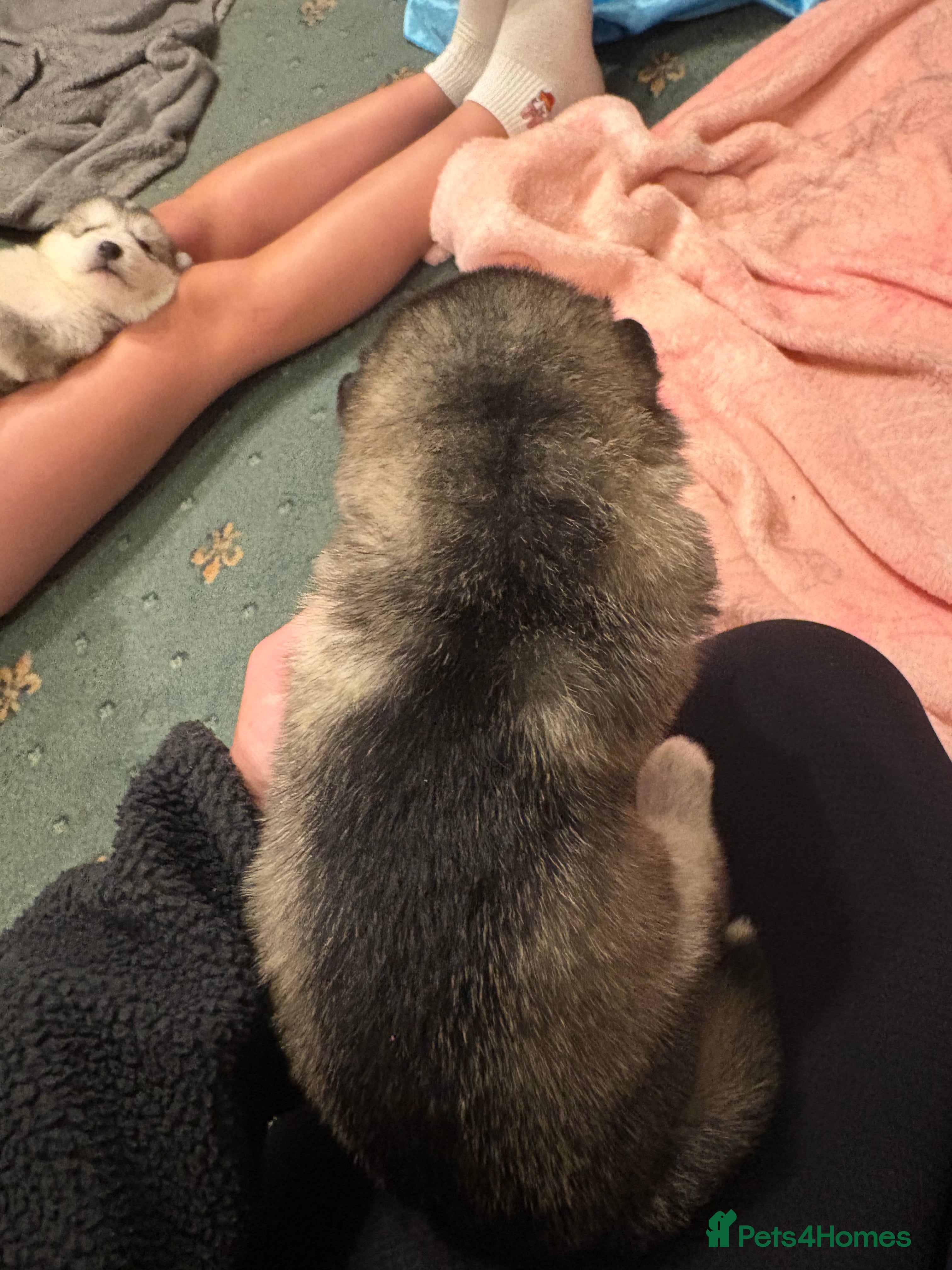 Alaskan Malamute dogs for sale: K.C Registered Quality Alaskan Malamute Puppies - Advert 13