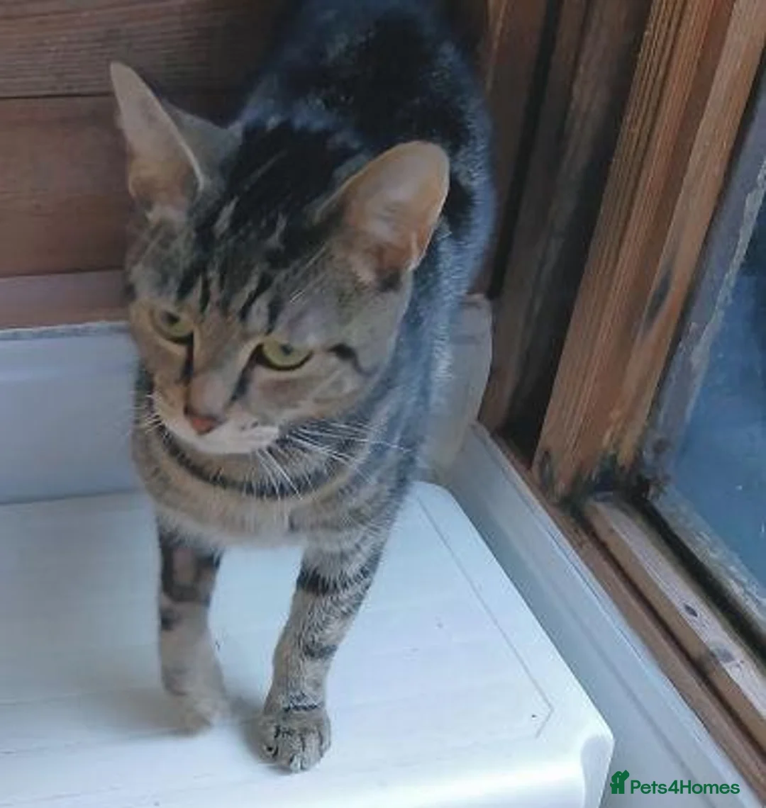 Mixed Breed cats for adoption: KIKI. - Advert 2
