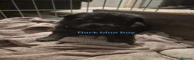 Dark blue boy 