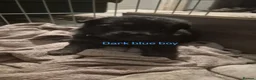 German Shepherd dogs for sale: Beautiful German Shepherd Puppies 🐾  - Advert 9