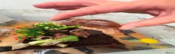 Snails invertebrates for sale: African giant land snails mixed sizes  in Bridgend - Advert 9