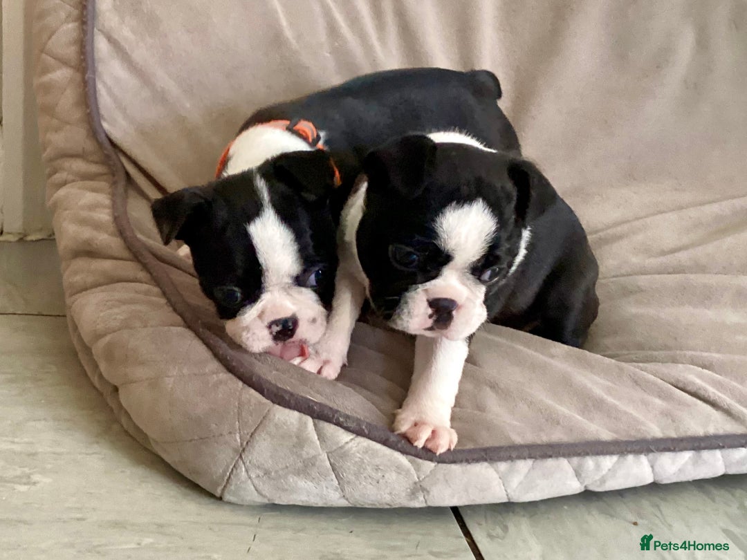 Boston Terrier dogs for sale: 9 BEAUTIFUL BOSTON TERRIER PUPPIES (4 GIRLS LEFT) - Image 18