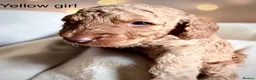 Cockapoo dogs for sale: Extensively health checked cockapoo puppies   - Advert 20