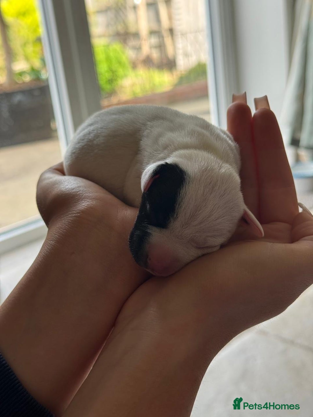 Staffordshire Bull Terrier dogs for sale: Beautiful KC Reg Staffordshire Bull Terrier Pups - Image 4