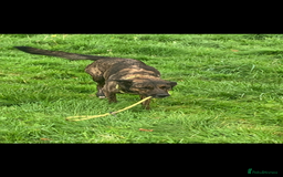 Belgian Shepherd Dog dogs for sale: Belgium Shepard girl needs new home - Image 3