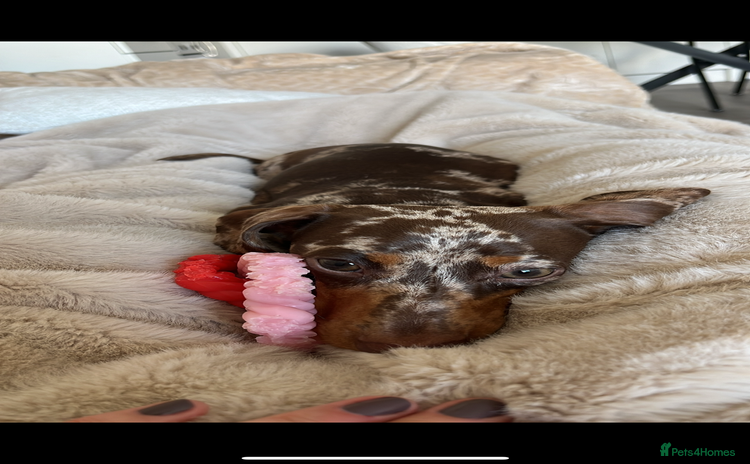 Miniature Dachshund dogs - Advert 2