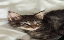Maine Coon cats for sale: GCCF Genetically Clear Maine Coon Kitten - Image 7