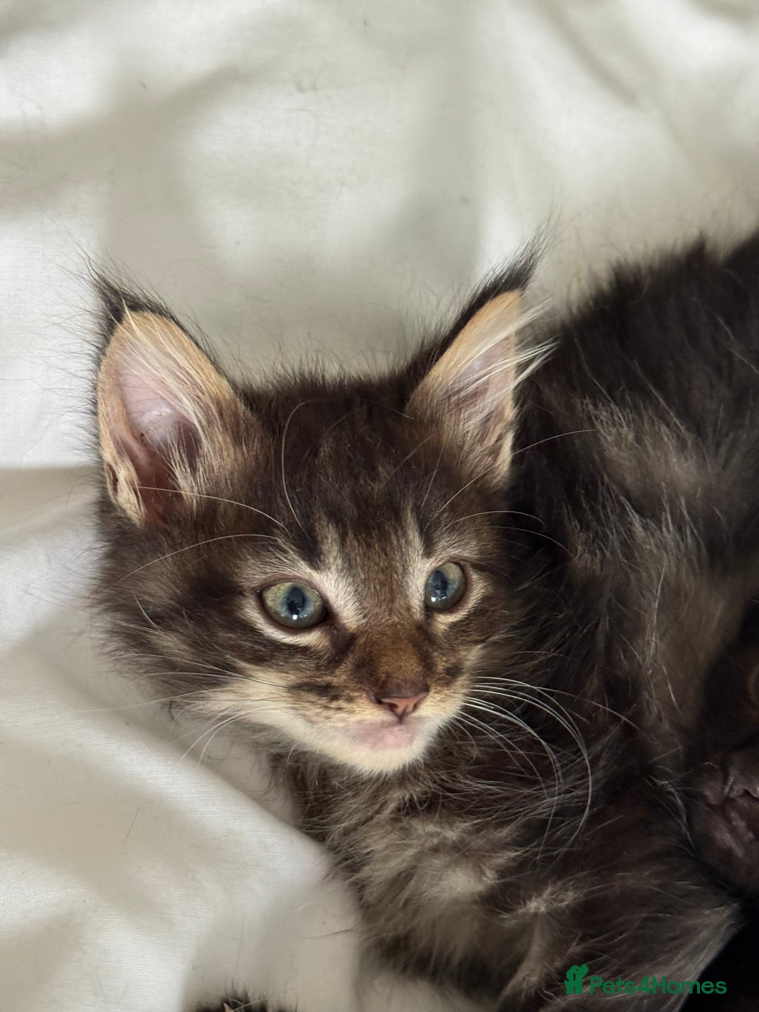 Maine Coon cats for sale: GCCF Genetically Clear Maine Coon Kitten - Image 7