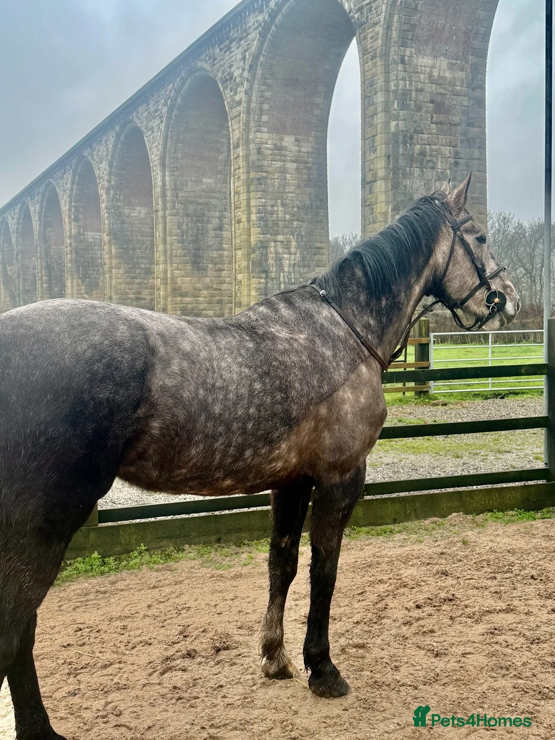 Irish Sports horses for sale: 4YO ISH mare- Future event/ SJ / XC Prospect - Advert 2