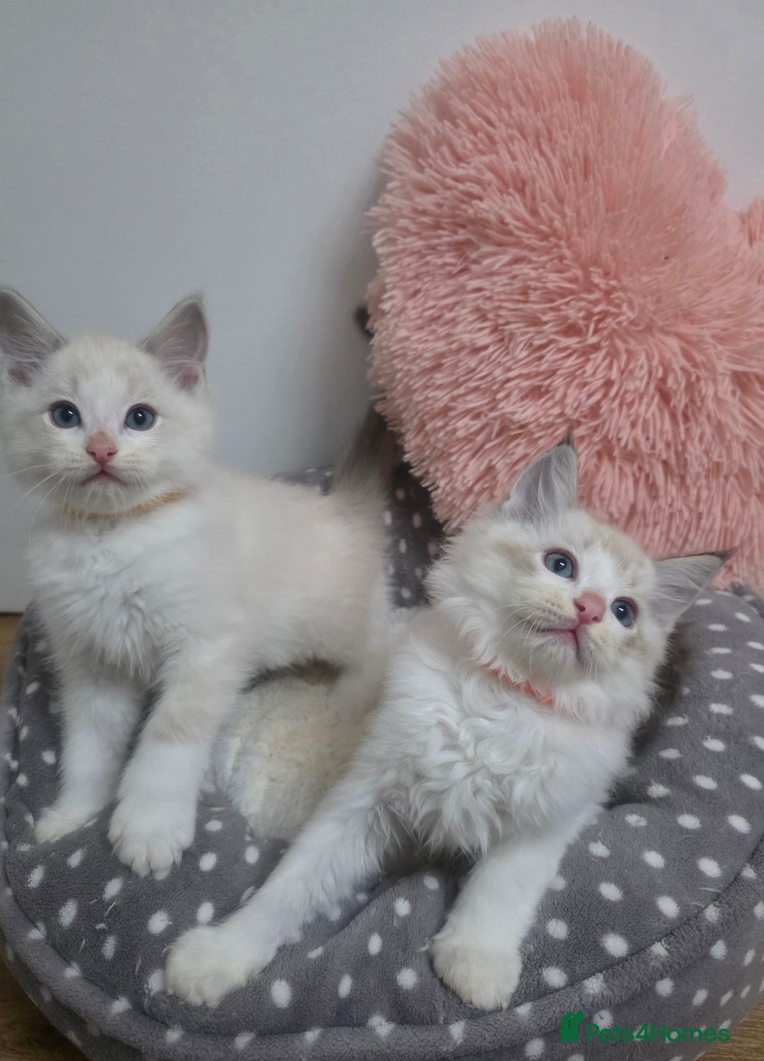 Ragdoll cats for sale: Beautiful GCCF Registered kittens - Advert 4