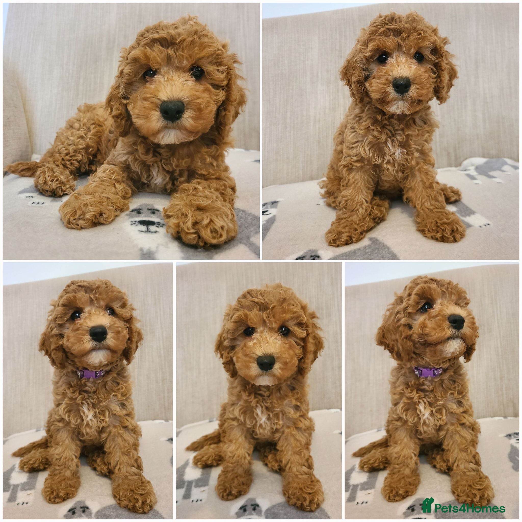 Cavapoo dogs Beautiful Health Tested Cavapoo Puppies - Advert 2