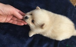 Pomeranian dogs for sale: Pure Pomeranian Puppies - Image 3