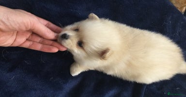 Pomeranian dogs - Advert 3