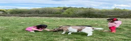 Goats livestock for sale: Small dairy goat herd (2 female, 1 male) in Lingfield - Advert 2