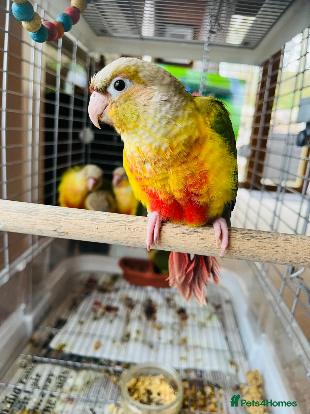 Conures birds for sale: Silly Tame ‘Hand-Reared’ Pineapple Conure Chicks  - Advert 1