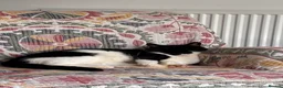 Mixed Breed cats for sale: Forever home wanted  in Sutton Coldfield - Advert 3