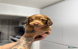 Miniature Dachshund dogs for sale: Beautiful Longhair miniature Dachshund - Image 24