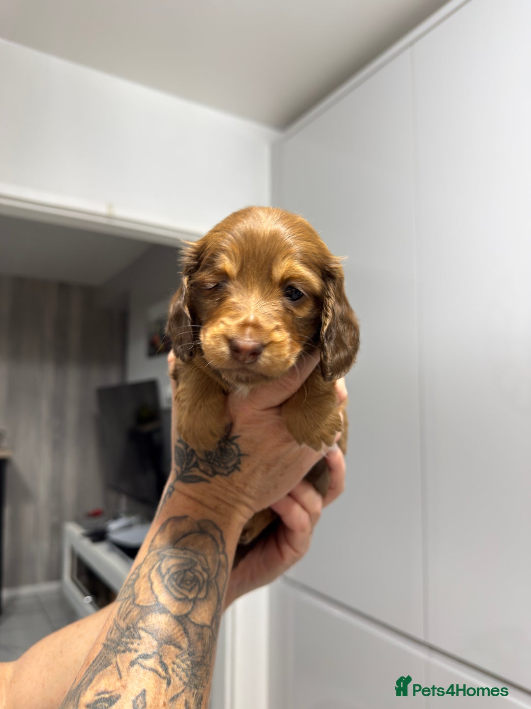Miniature Dachshund dogs for sale: Beautiful Longhair miniature Dachshund - Image 24