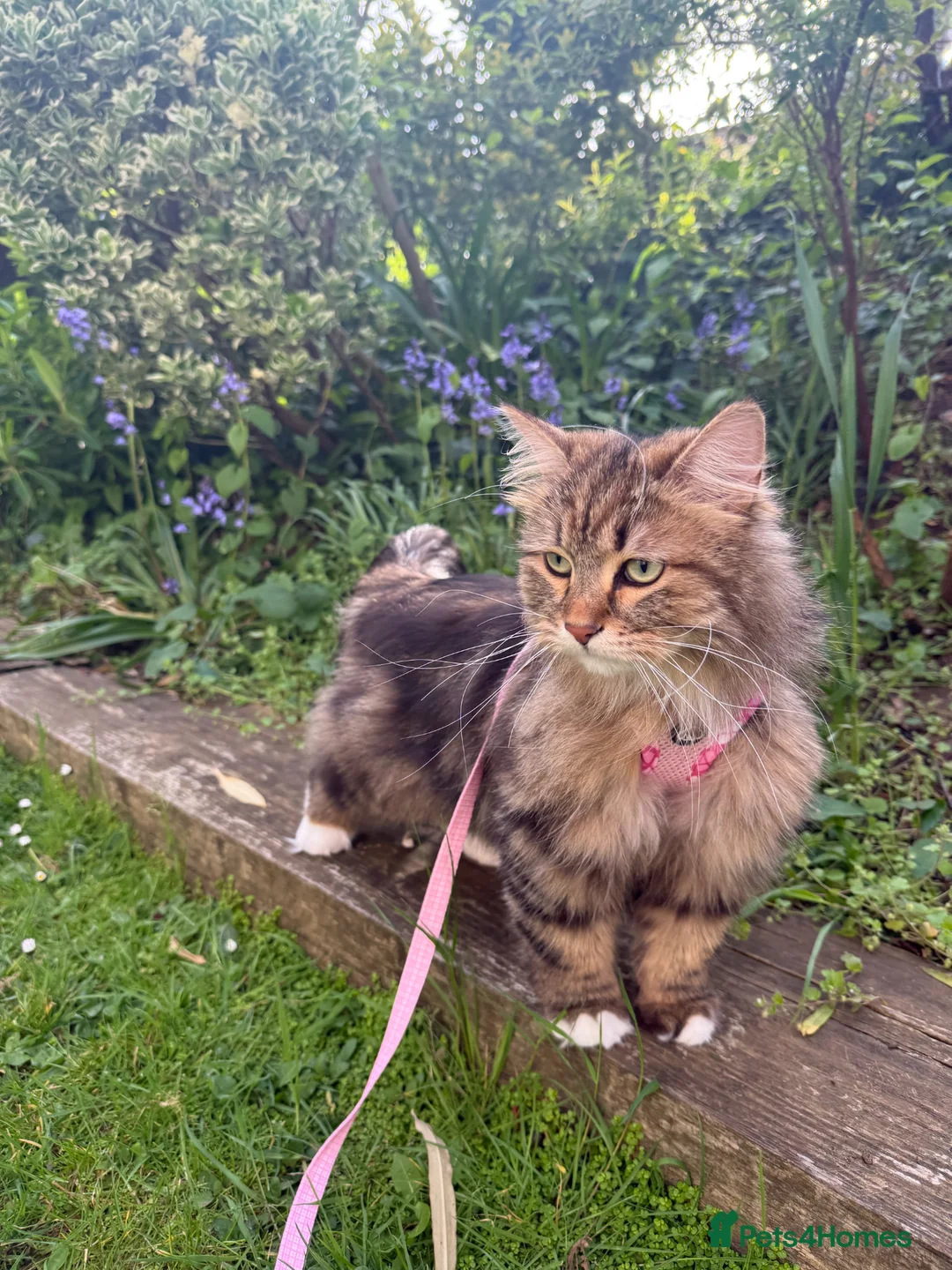 Siberian cats for sale: Siberian Former Show Queen  - Advert 1