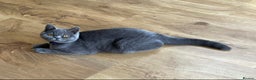 British Shorthair cats for sale: Gorgeous British Shorthair Blue Kittens - Advert 12