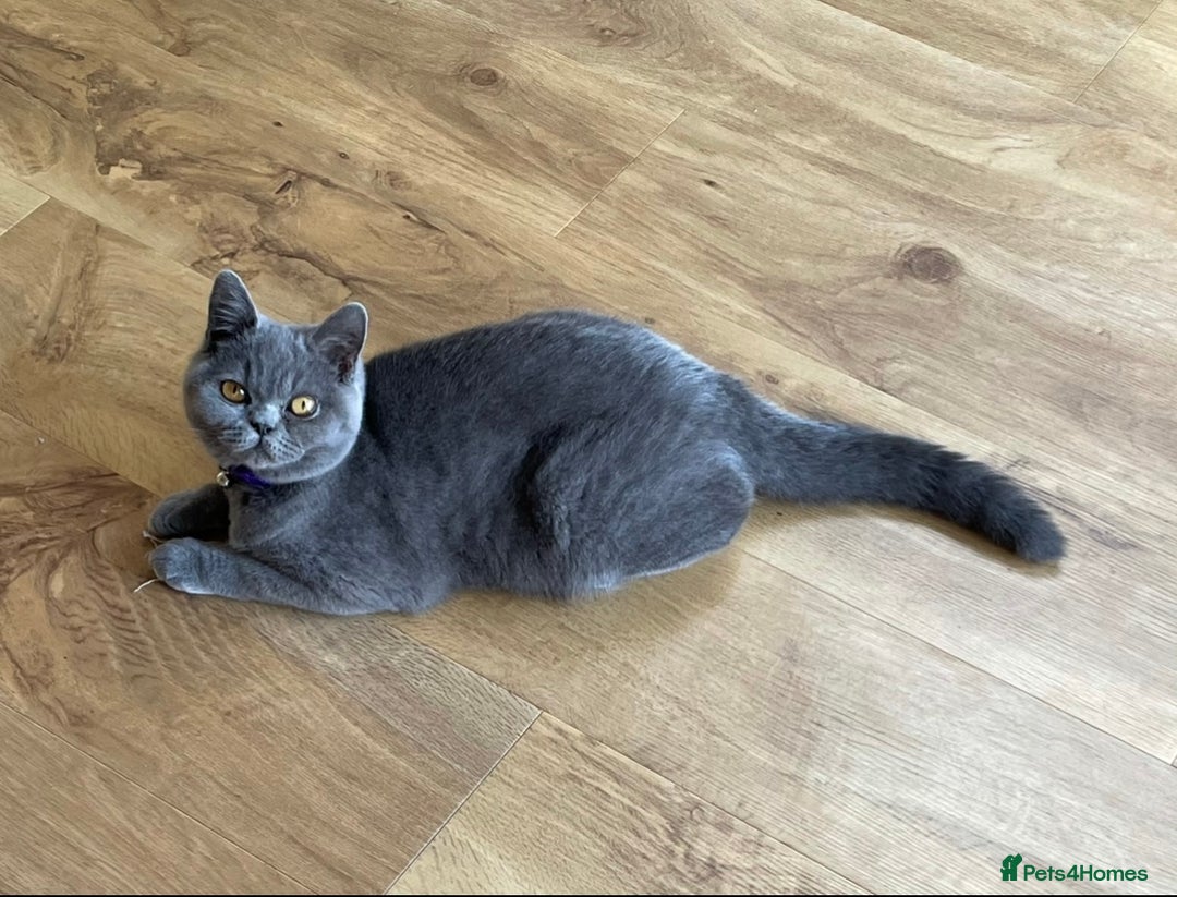 British Shorthair cats for sale: Gorgeous British Shorthair Blue Kittens - Advert 12