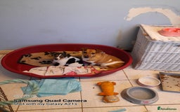 Jack Russell dogs for sale: Litter of 3 1 left  - Image 10