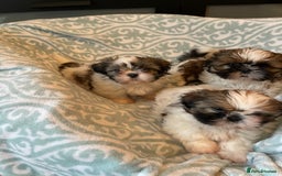 Shih Tzu dogs for sale: Shihtzu  puppies for sale  - Image 5