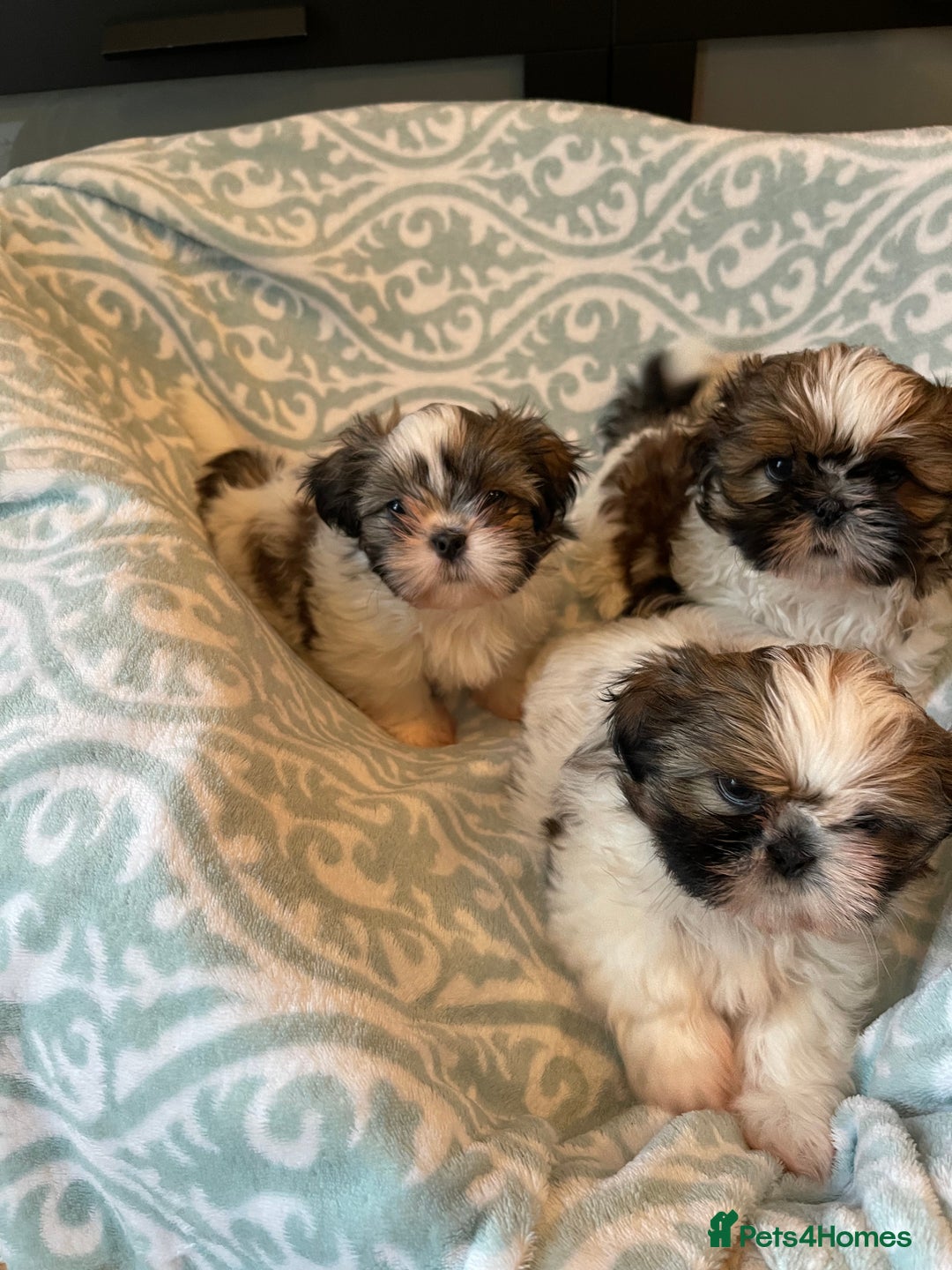 Shih Tzu dogs for sale: Shihtzu  puppies for sale  - Image 5