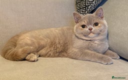 British Shorthair cats for sale: Fawn tortie girl  - Advert 4